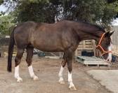 YEGUA HANNOVERIANA (SANCISCO, SANDRO HIT - LONDONDERRY)