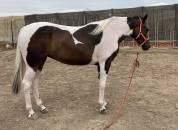 POTRA CDE PIA ( CHEROKI - SANCISCO/SANDRO HIT)