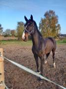 Chevai &agrave; vendre