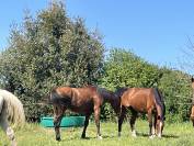 Poulain hongre de 2 ans