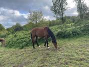 Poulain hongre de 2 ans