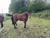 Poulain hongre de 2 ans