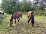 Poulain hongre de 2 ans