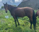 Poulain hongre de 2 ans