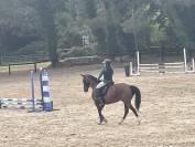 Poulain hongre de 2 ans