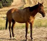 castrado 6 a&ntilde;os 173cm