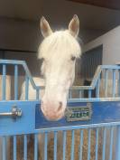 Poney &agrave; louer