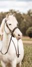 Poney &agrave; louer