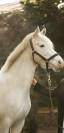 Poney &agrave; louer