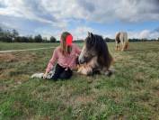 Jument Irish Cob &agrave; vendre