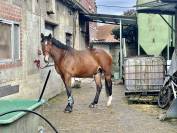 Selle fran&ccedil;ais originel 4 ans 