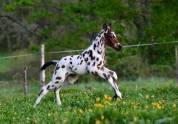Poulain appaloosa l&eacute;opard sport loisir