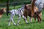 Poulain appaloosa l&eacute;opard sport loisir