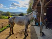 Jument prend 8ans pfs/connemara