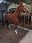 Jument 5 par Bush Vd Heffink 