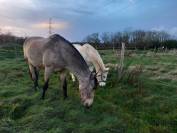 Pension pour chevaux ( 2 boxes libres). 