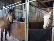 Pension pour chevaux ( 2 boxes libres). 