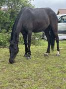 Jump jeune hongre de 6 ans 