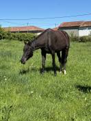 Jump jeune hongre de 6 ans 