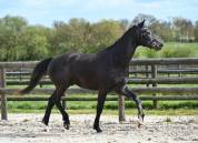 Superbe cheval hongre gris dressage et loisir