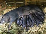 Vente foncier avec b&acirc;ti ou Cession de parts sociales d'exploita