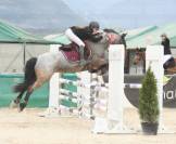 Hongre Connemara 6 ans