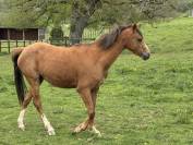 Ponette taille C Welsh part bred