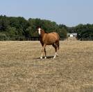 Mare Welsh Part Bred For sale 2022 Chesnut
