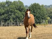 Mare Welsh Part Bred For sale 2022 Chesnut