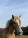 Haflinger sport de 3 ans