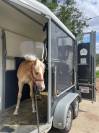 Haflinger sport de 3 ans