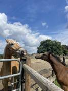 Haflinger sport de 3 ans