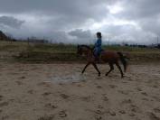 Jument bon potentiel sportif 