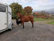 Jument bon potentiel sportif 