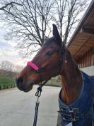 Cavalla italiana 2015