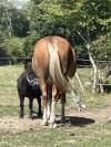 Magnifique Demi-Sang Arabe OC 12 ans Palomino