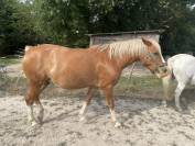 Magnifique Demi-Sang Arabe OC 12 ans Palomino