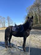 Recherche DP pour ma jument 