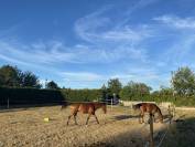 Proche UZES - confort et passion equestre