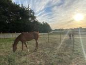 Proche UZES - confort et passion equestre