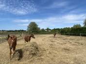 Proche UZES - confort et passion equestre