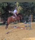 Cheval 5 ans hongre 