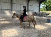 Gentil Poney C 6 ans 140 cm palomino