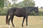 Jument PSL noire