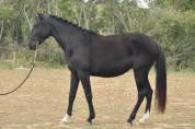 Jument PSL noire
