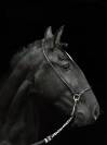 Jument PSL noire
