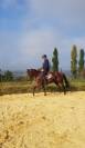 Magnifique m&acirc;le pur-sang 5 ans