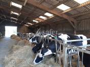 Sheep farm  Haute-Vienne