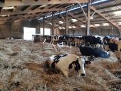 Sheep farm  Haute-Vienne