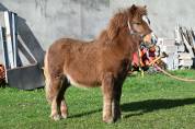 Poney type shetland OC